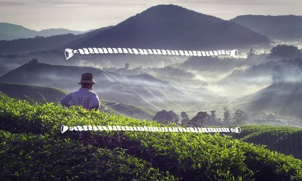 Recolectores cosechando hojas de té —  Fotos de Stock