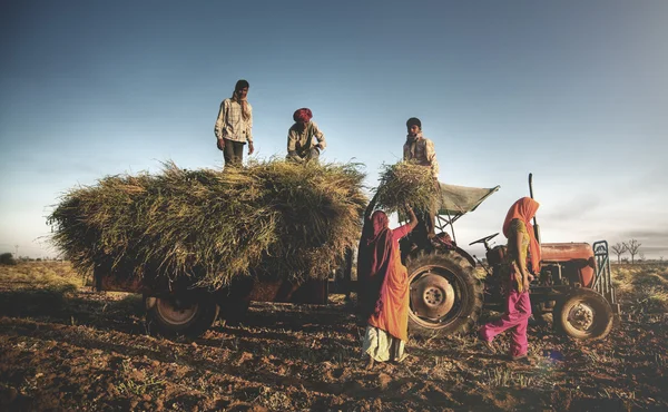 Сім'я збирання зернових — стокове фото