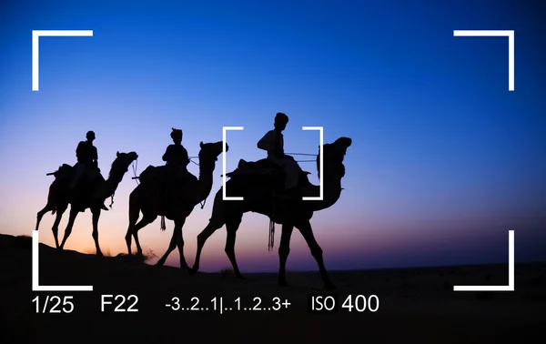 Photography Focus camels — Stock Photo, Image