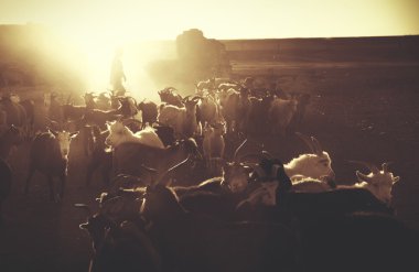 Kazakh boy herds his goats for milking clipart