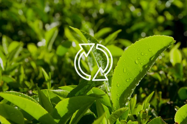 Refresque Ícone e grama verde — Fotografia de Stock