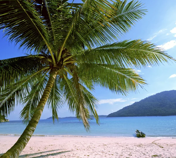 Isola tropicale estiva e palme — Foto Stock