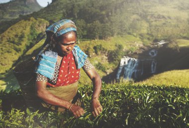 Kadınlar çay toplayıcılar sri Lanka