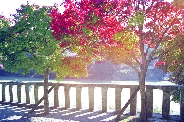 Красива барвиста дерев — стокове фото