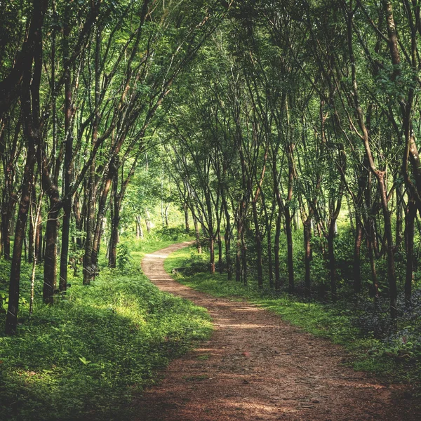 Zauberhafter Waldweg — Stockfoto