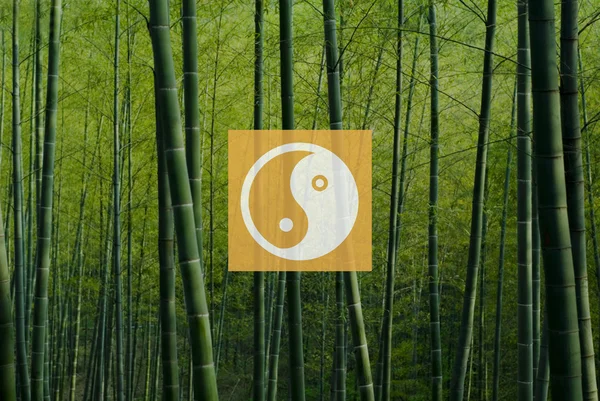 Floresta de bambu na China — Fotografia de Stock