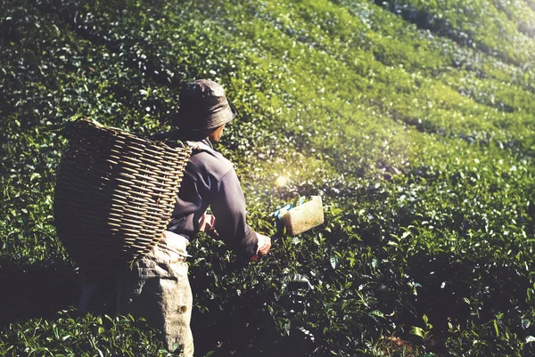 Dátumválasztó betakarítás Tea — Stock Fotó