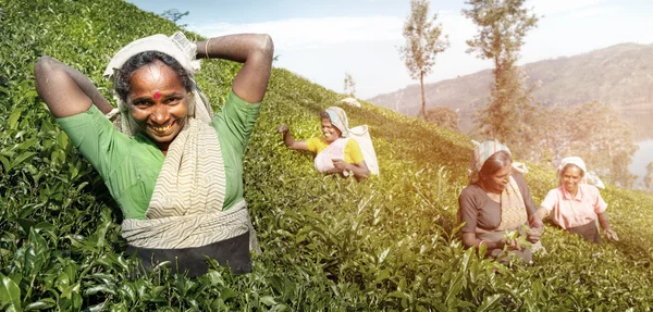 Tea Pickers Harvesting — Stock Photo, Image