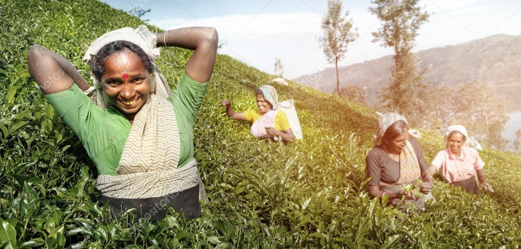 Tea Pickers Harvesting