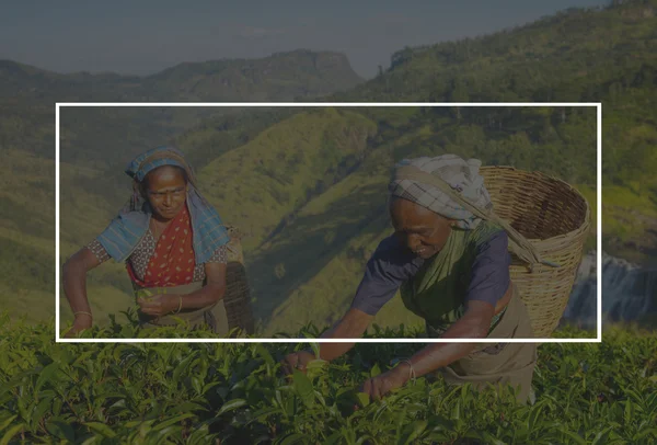 Two Tea Pickers Picking Leaves — Stock Photo, Image