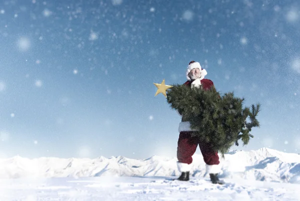 Santa claus carrying christmas tree — Stock Photo, Image