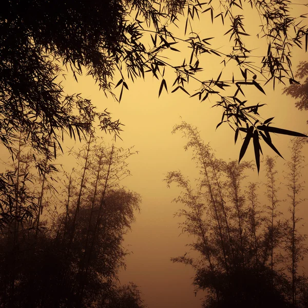 Foresta di bambù in Cina — Foto Stock