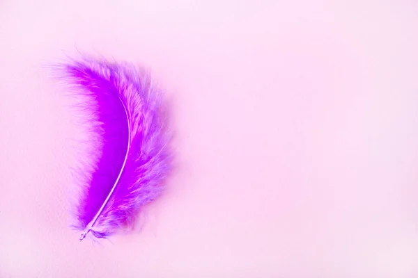 Purple feather on light pink background. Copy space. — Stock Photo, Image