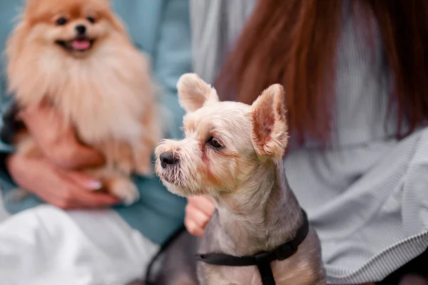 Adolescentes niñas abrazando pequeños perros de compañía en un parque al aire libre —  Fotos de Stock