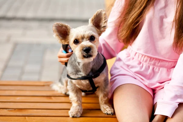 Teenager Mädchen umarmt kleinen Hund in einem Park im Freien — Stockfoto