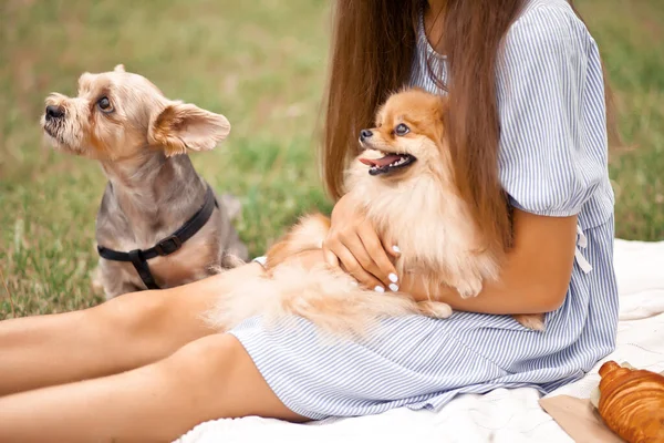 Teen Mädchen mit Haustier kleine Hunde auf einem Picknick im Freien — Stockfoto