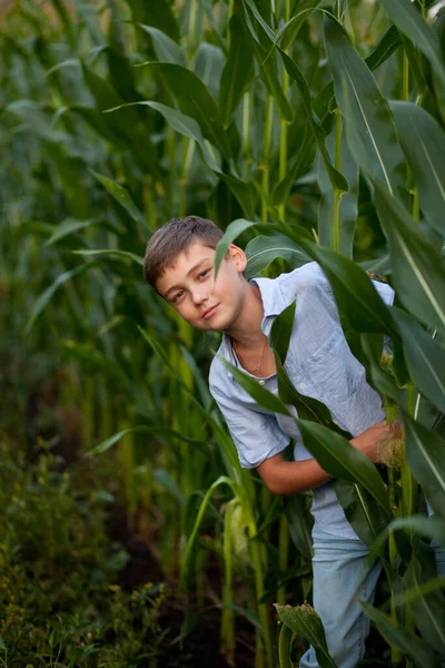 Teen boy kid in corn field in a summer day — Stock Photo, Image