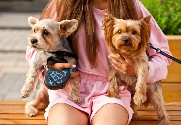 Adolescente chica con animal de compañía perros pequeños sosteniendo en una manos al aire libre en un parque —  Fotos de Stock