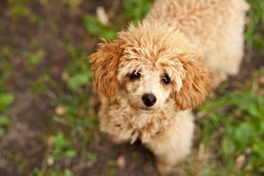 Parktaki küçük sevimli köpek yavrusu.
