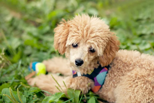 Parktaki küçük sevimli köpek yavrusu. — Stok fotoğraf