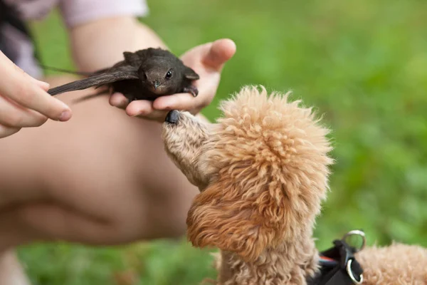 Симпатична смішна маленька собака у парку на відкритому повітрі дивиться на швидку пташку — стокове фото
