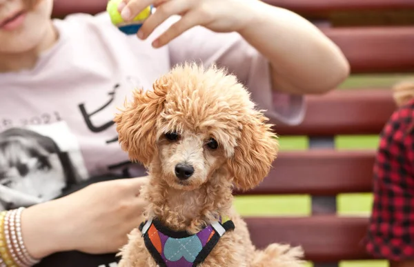 Adolescente chica con animal de compañía perro pequeño sosteniendo en un manos al aire libre en un parque —  Fotos de Stock