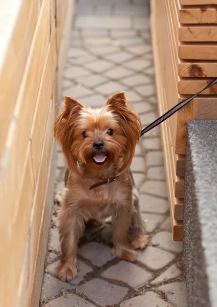 Caddedeki sevimli, komik, küçük evcil köpek.. — Stok fotoğraf
