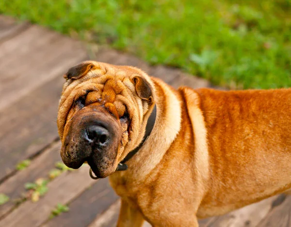 Chino Shar pei perro retrato en jardín —  Fotos de Stock