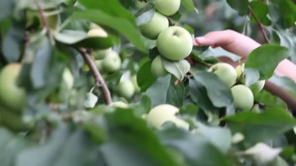 Садовница женщина рука трогает и собирает зеленое яблоко — стоковое видео