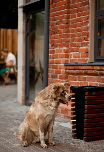 Kahverengi bir köpek kafenin yanında yemek istiyor. — Stok fotoğraf