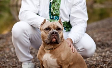 Amerikalı kabadayı köpekli adam doğada.