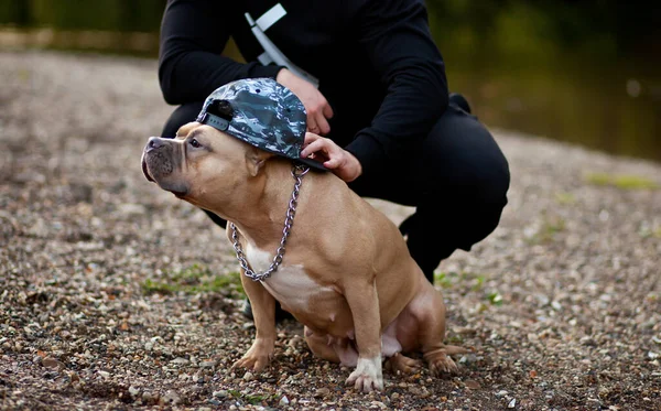 Homem com engraçado American Bully cão de estimação em um boné na localização na natureza — Fotografia de Stock