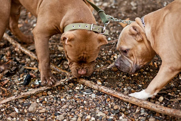 American Bully perros de compañía en el lugar en la naturaleza — Foto de Stock