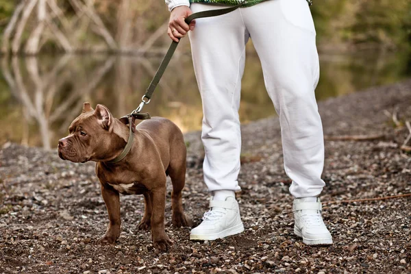 Mann mit American Bully-Hund in der Natur unterwegs — Stockfoto