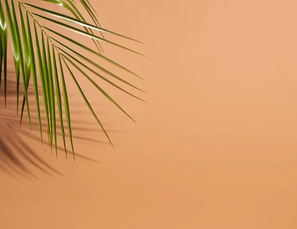 Palm leaf on a brown background with empty copy space for text — Stock Photo, Image