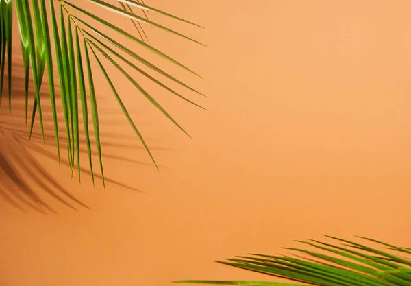 Palm leaf on a brown background with empty copy space for text — Stock Photo, Image