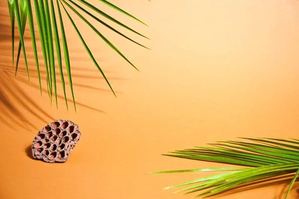 Palm leaf on a brown background with empty copy space for text — Stock Photo, Image