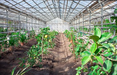 Limon bir sera içinde tarımı