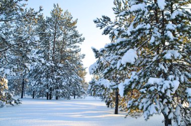 Kış ormanı çam ağaçları kar altında kalır. Kar yağışı sessizliğinden sonra. Güzel manzara. Güneş ışınları dalların arasından parıldar. 