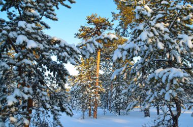Çam ağaçları kış karları dalların üzerinde uzanır merkezdeki çam ağaçları arasında çam ağaçlarının tepesinde güneş tarafından aydınlatılır. 