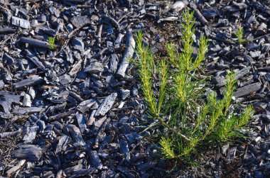 Regeneration of the forest after the fire of new young seedlings of pine and larch reforestation after an ecological disaster on the ashes in the vast expanses of the taiga stock vector