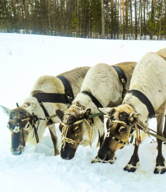 Tayga ve tundra bölgelerinde yaşayan hayvan geyikleri, yosunlar ve kertenkelelerle beslenerek Mansi Hanty Yakutları 'nın kardan insanlarından x çıkararak yiyecek malzemelerini taşımak için evlerinde geyik yetiştirirler.
