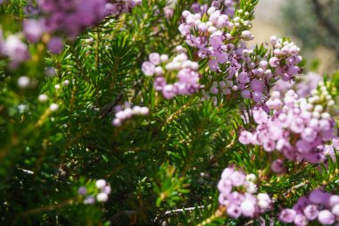 Parlak bir ışık altında fundalıkların mor çiçeklerini kapatın. İspanya