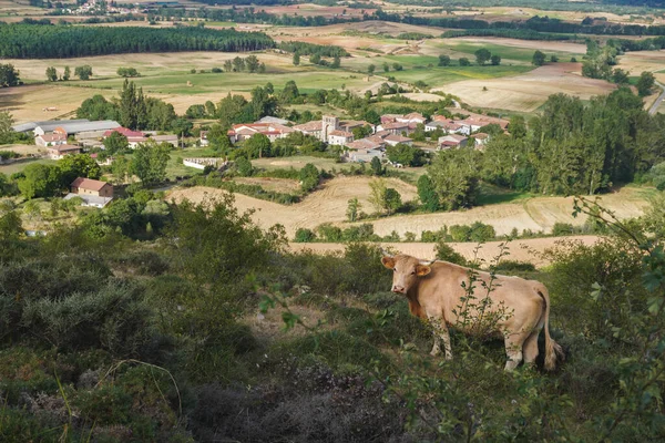 Vaca Pastando Montaña Cerca Pequeño Pueblo Tierras Cultivo España Rural —  Fotos de Stock