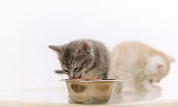 Um dos dois adoráveis gatinho peludo comendo comida de gato da tigela — Fotografia de Stock
