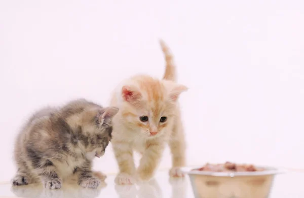 Een van de twee schattige harige kitten observeren van voedsel van de kat van de boog — Stockfoto