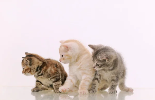 Three adorable furry kittens interested in something on white ba — Stock Photo, Image