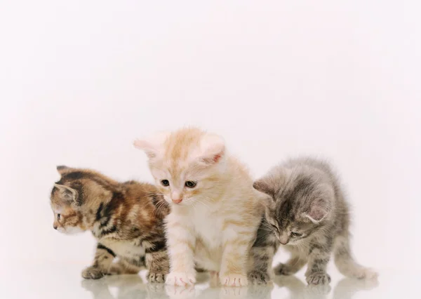 Tre bedårande lurviga kattungar på vit bakgrund — Stockfoto