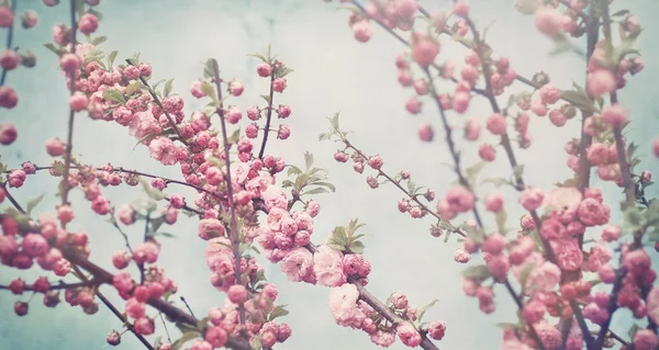 Spring blossom soft pink flowers on vintage blue background — Stock Photo, Image