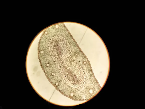 細胞レベルで松葉の成分 松葉の調製 葉の変化 松葉断面を顕微鏡で観察 — ストック写真